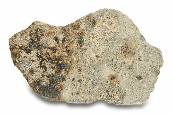 Eucrite Meteorite Slice ( g) - Jikharra #284802